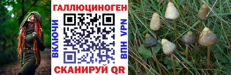 Галлюциногенные грибы Psilocybine cubensis Жуков